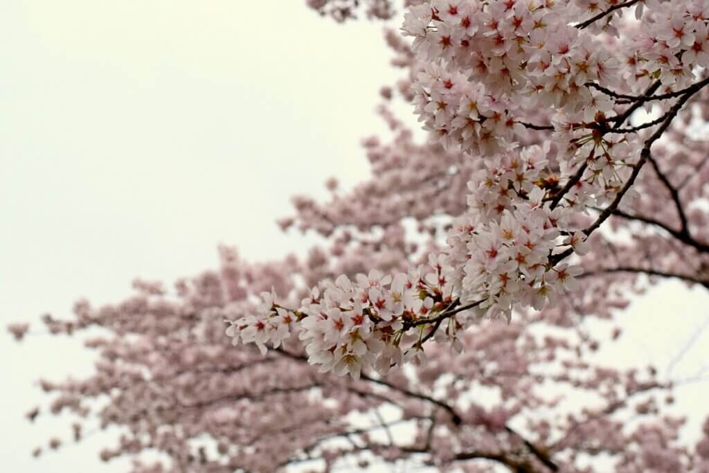 Beautiful Cherry Blossom