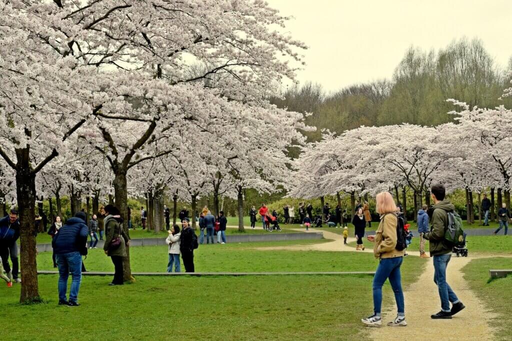 White Cherry Blossom