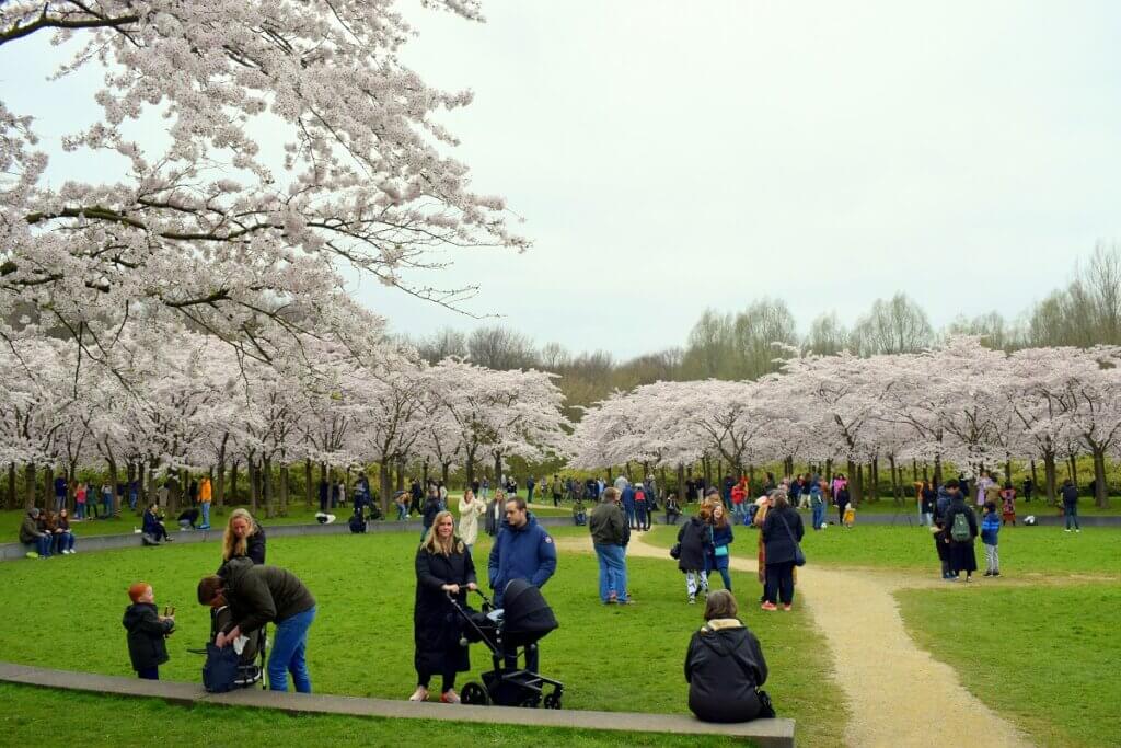 Cherry Blossom BloesemPark