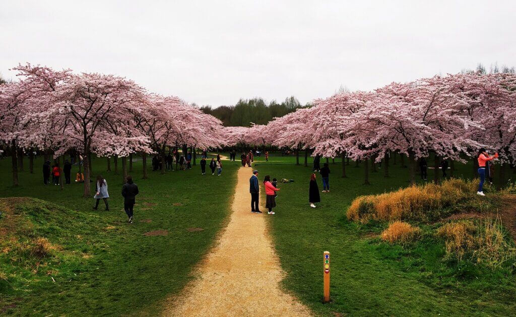 Top View Cherry Blossom