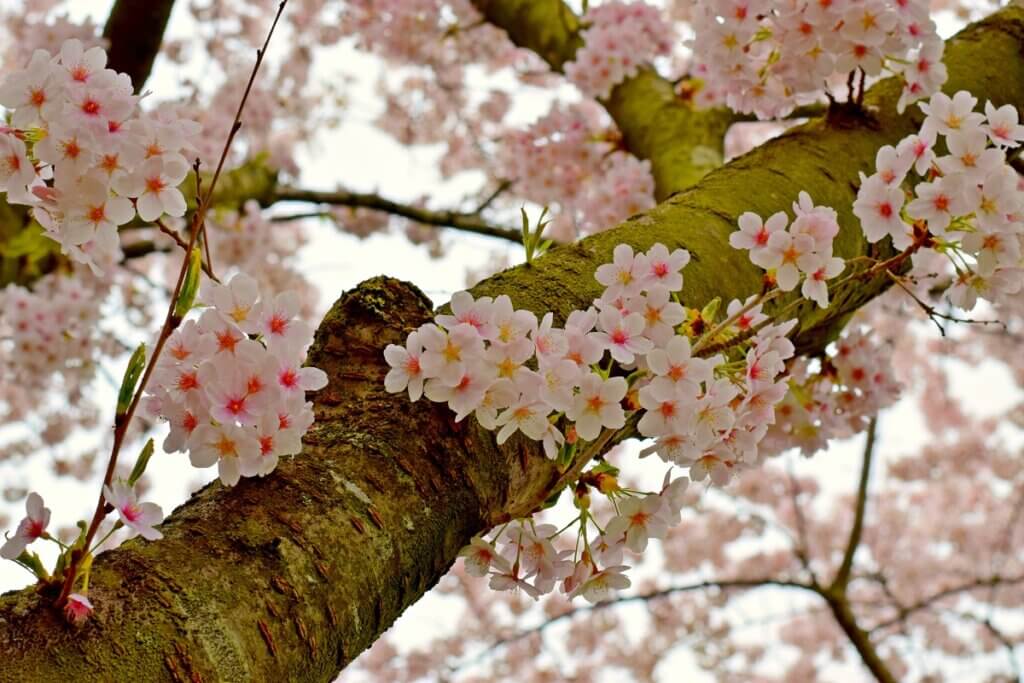 Cherry Blossom in Tree