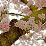 Cherry Blossom in Tree