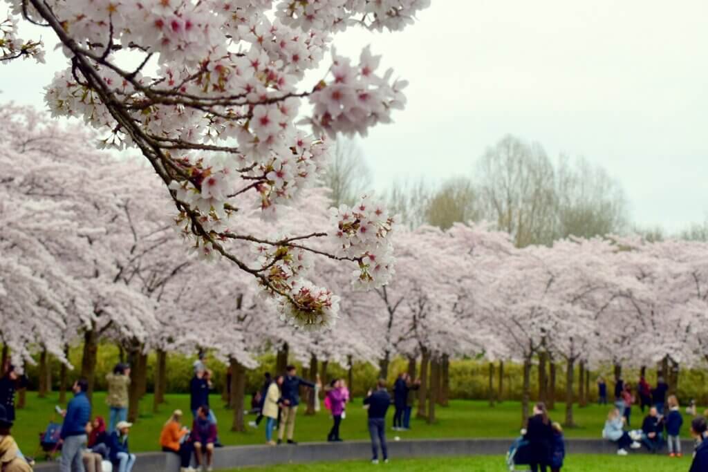 Beautiful Cherry Blossom in BloesemPark