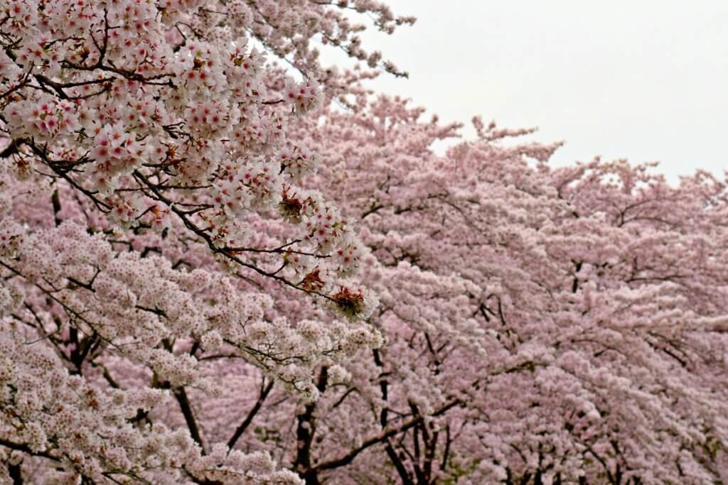 Sea of Pink Petals