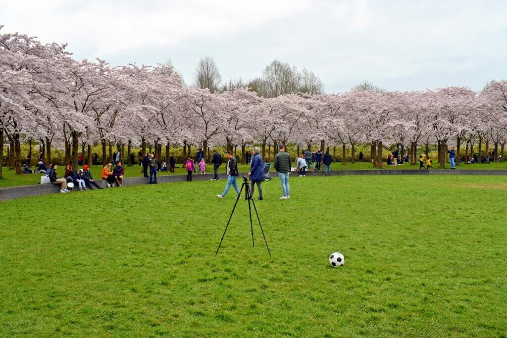 Playing ground Cherry Blossom