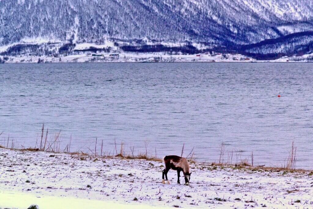 Native Reindeer Tromso