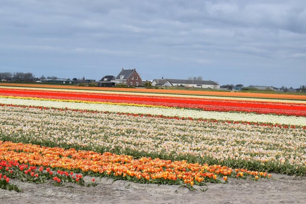 Hillegom Tulip Fields