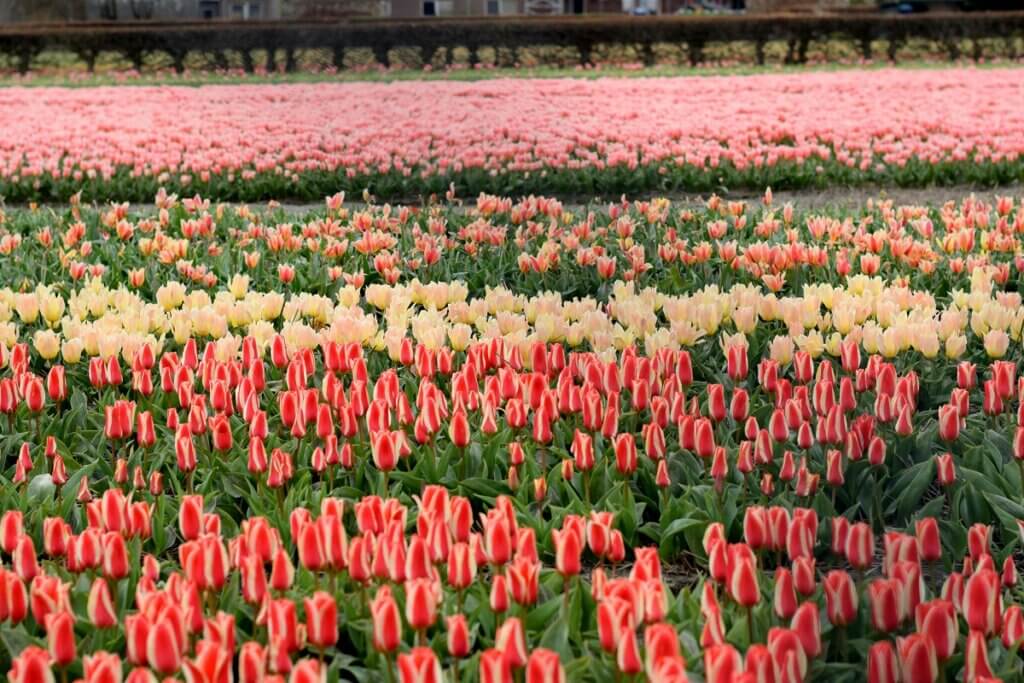 Lisse Tulip Field