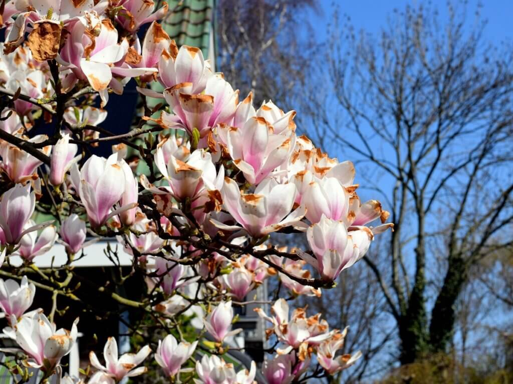 Magnolia at Beverwijk