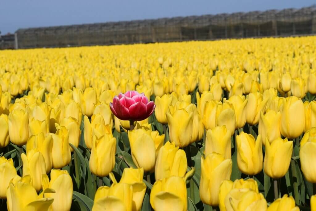 Offbeat Netherlands Tulip