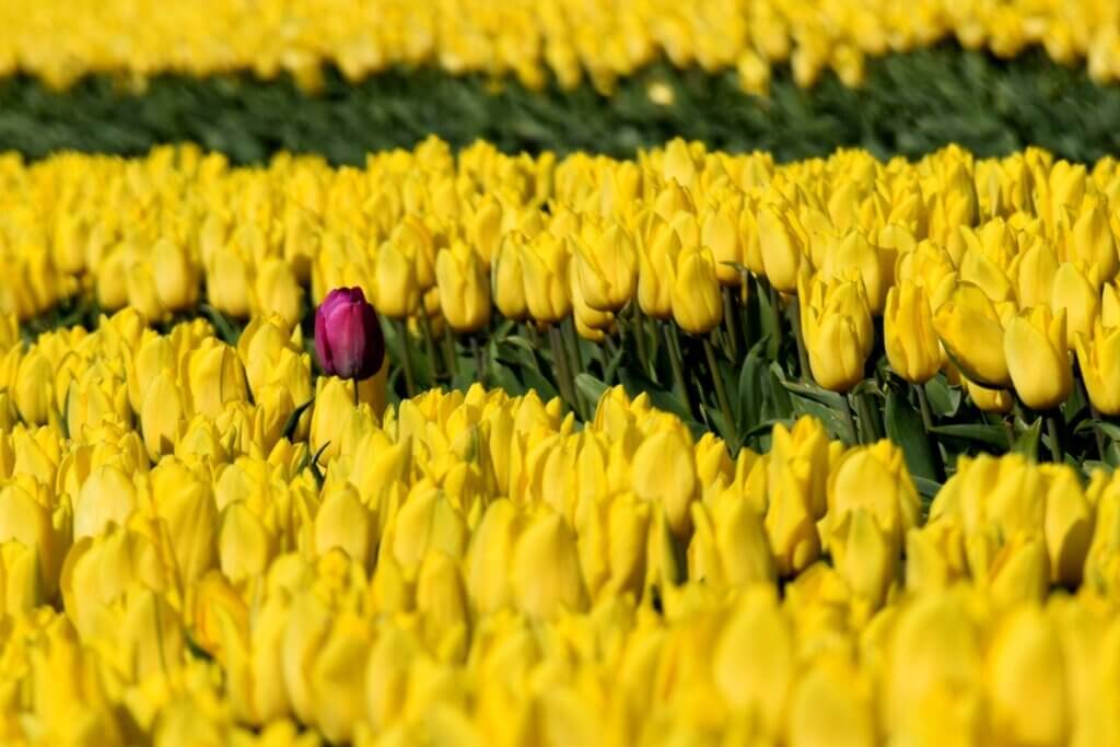 Offbeat Tulip Fields