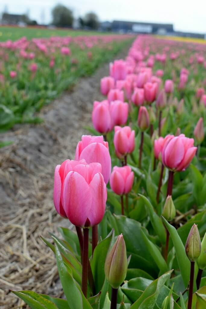 Purple Tulip Hillegom