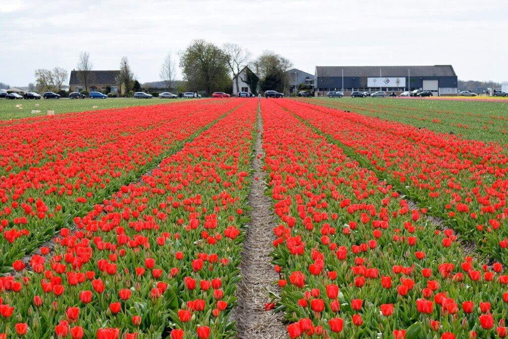 Red Tulip Field Hillegom