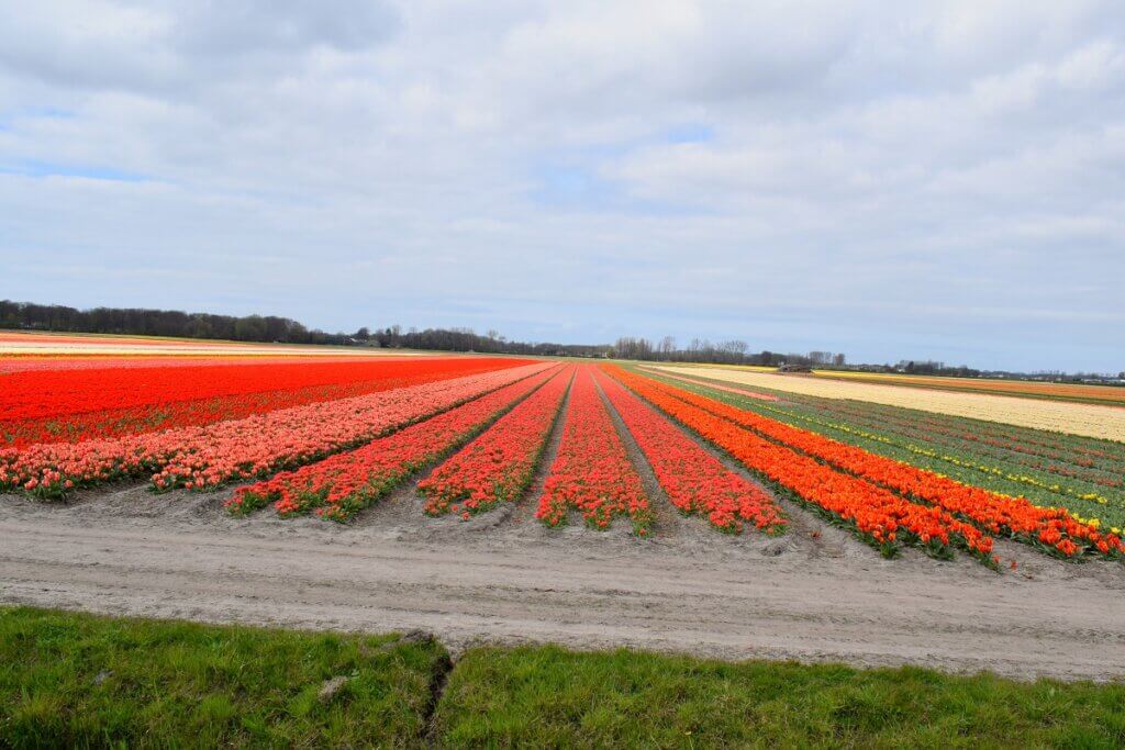 Red Tulips Netherlands