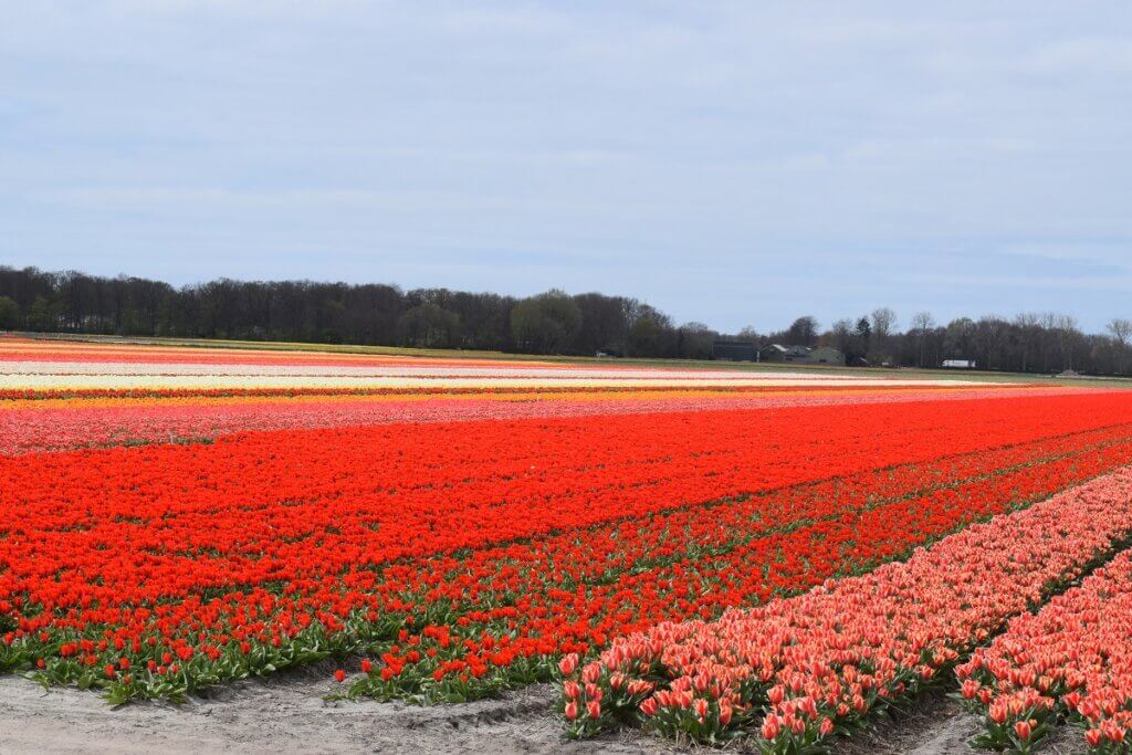 Red Tulips at Lisse