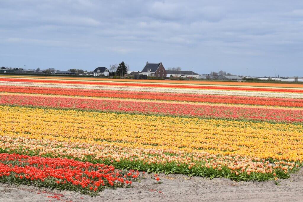 Netherlands Tulip Feature Image