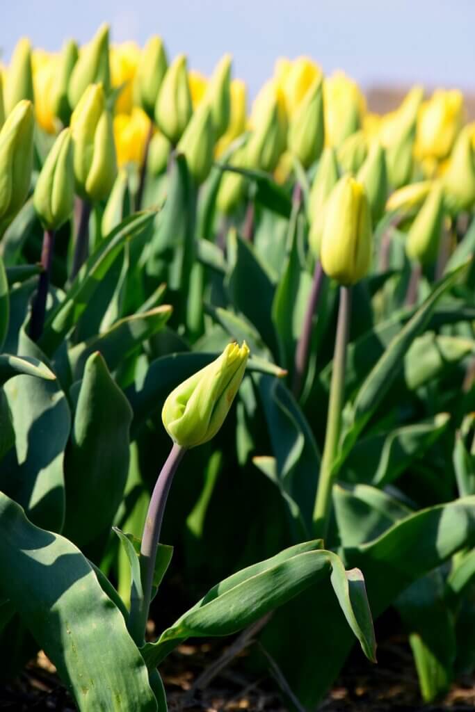 Tulip Bloom