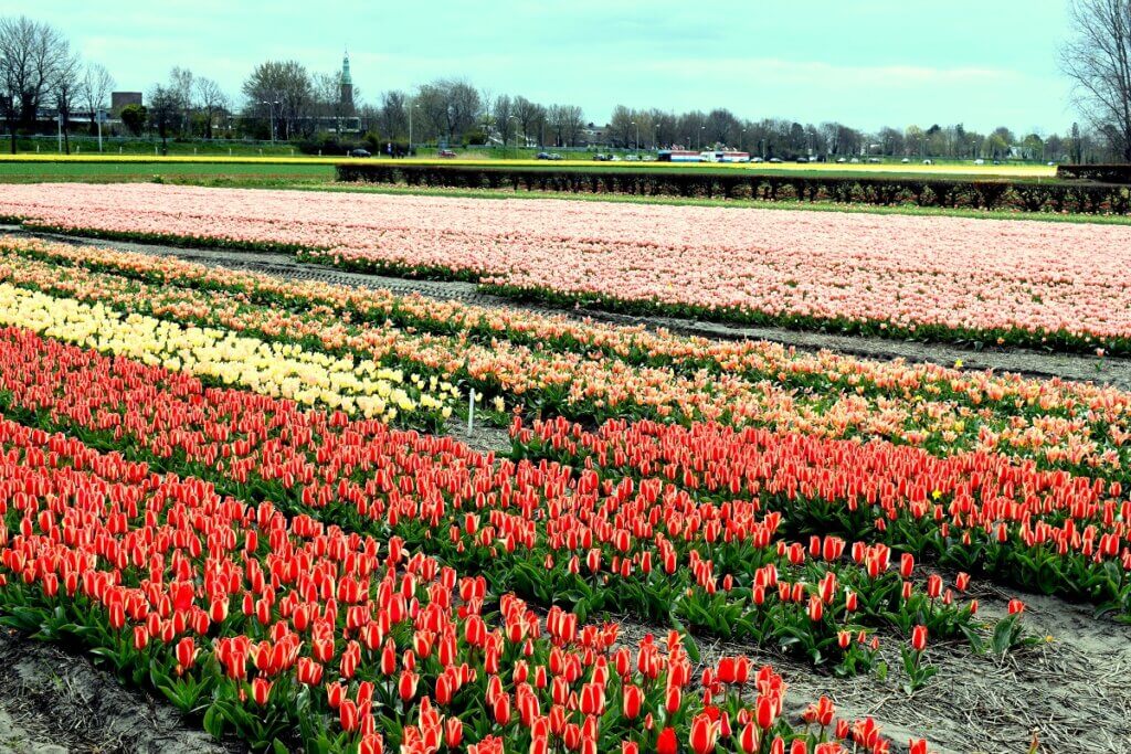 Tulip Field Netherlands