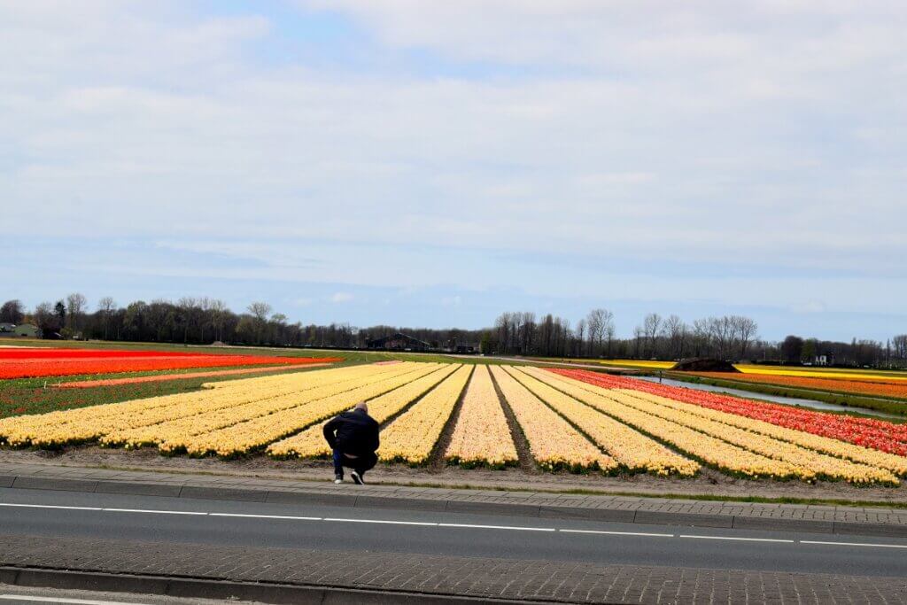 Tulip Fields Lisse
