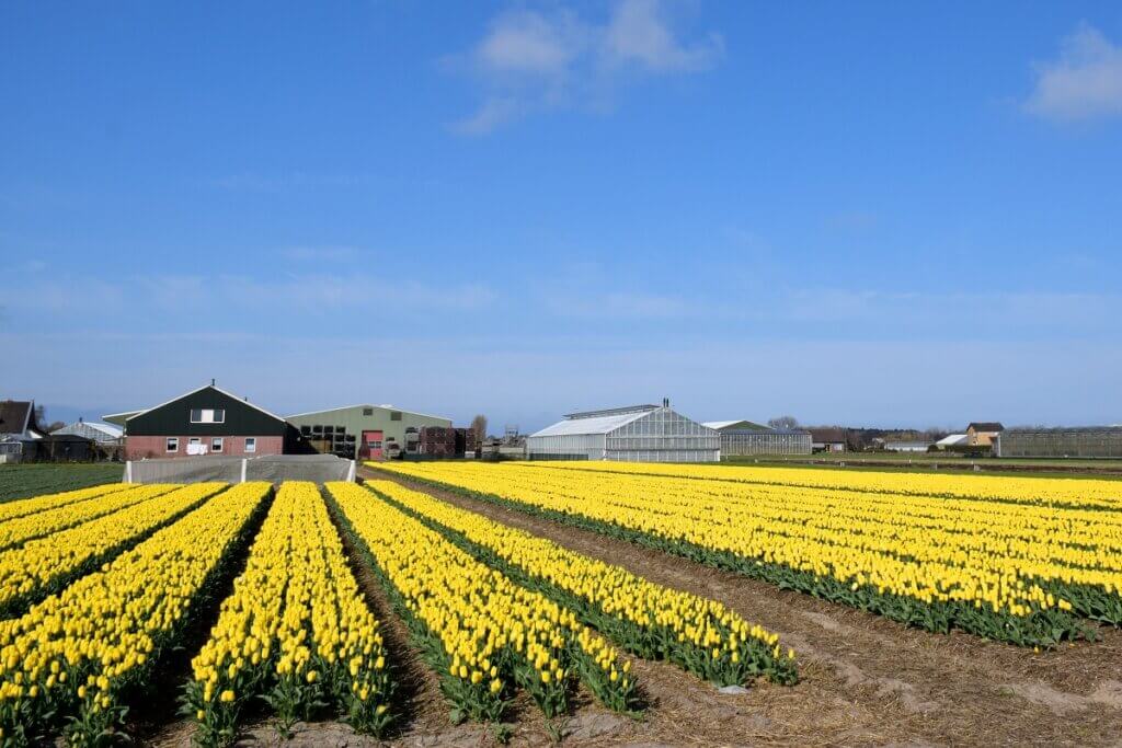 Tulip Garden Beverwijk