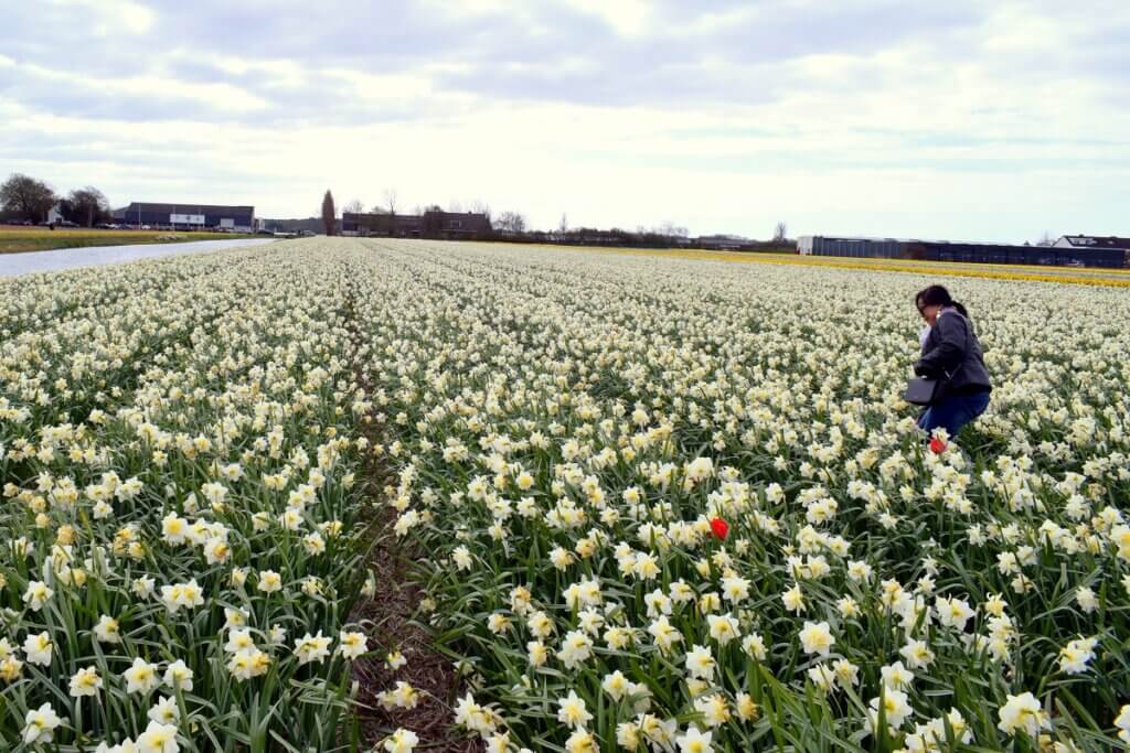 White Daffodil at Hillegom