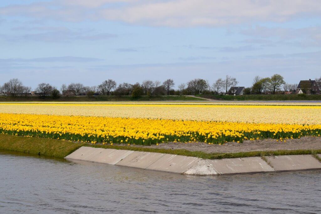 Yellow Daffodil at Hillegom