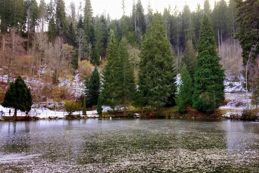 Frozen Lake at Black Forest
