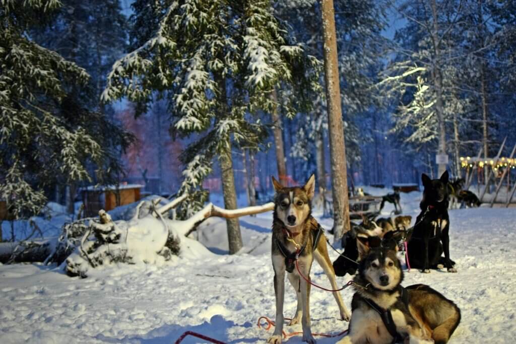 Bearhill Husky Rovaniemi