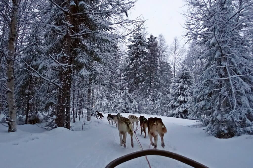 Speedy Husky Ride