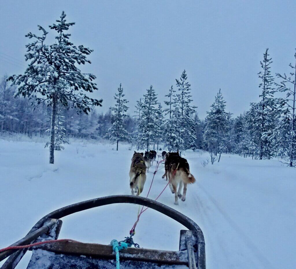 Riding Husky at Rovaniemi