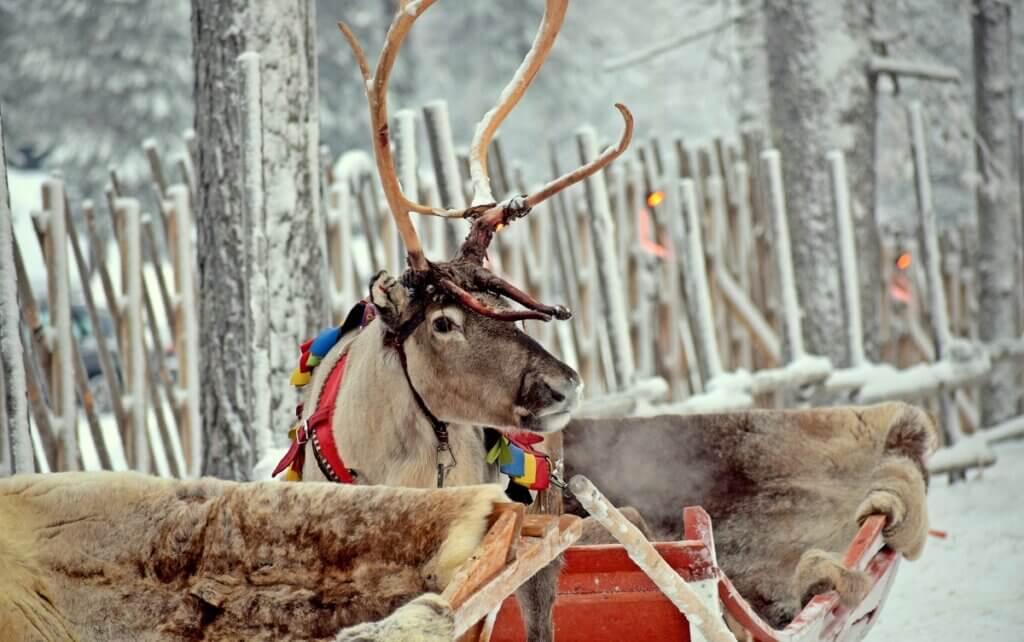 Reindeer in Rovaniemi