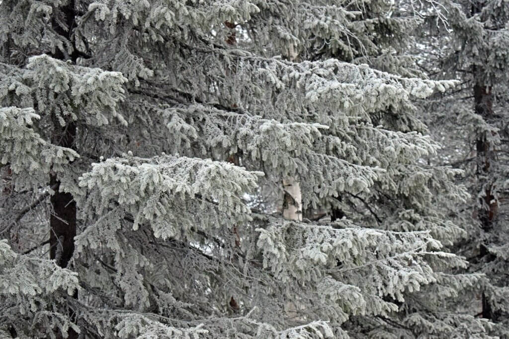 Beautiful Snow Covered Trees